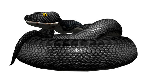 istock 3D rendering southern black racer snake on white 921889394