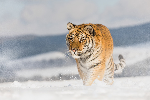Tigre corre detrás de la presa. Caza la presa en tajga en invierno. Tigre en la naturaleza salvaje del invierno. Escena de acción fauna, animales peligro. photo
