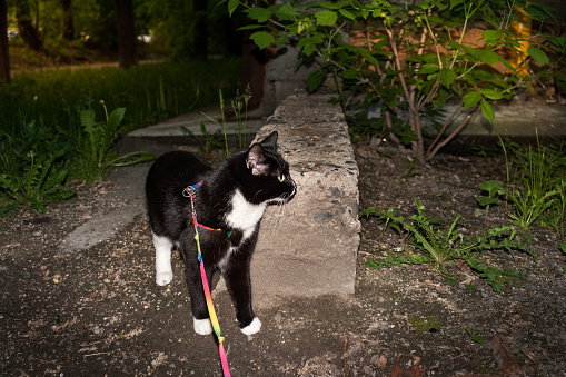 Black and white cat is walking on the harness on city courtyard in summer evening.