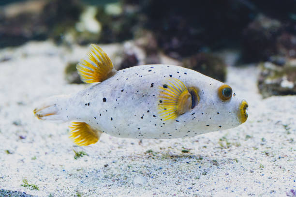 Blackspotted puffer - Arothron nigropunctatus or dog-faced puffer. Tropical marine fish belonging to the family Tetraodontidae. Blackspotted puffer - Arothron nigropunctatus or dog-faced puffer. Tropical marine fish belonging to the family Tetraodontidae. arothron nigropunctatus stock pictures, royalty-free photos & images