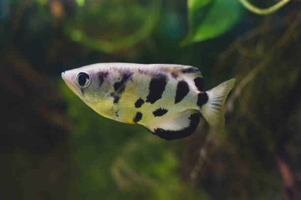 istock Toxotes chatareus or seven-spot archerfish, largescale archerfish 921890618