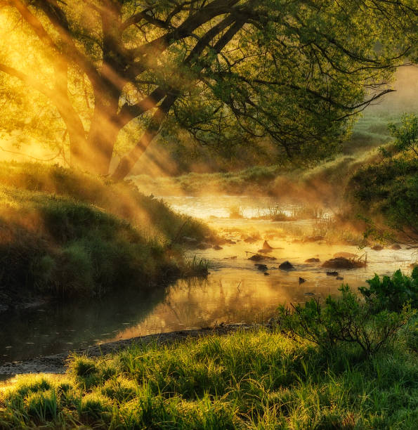 istock spring morning. dawn near a picturesque river 921892716