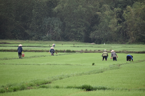 Traditional worker on green rice fields in Hoi An in Vietnam, Asia