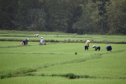 Traditional worker on green rice fields in Hoi An in Vietnam, Asia