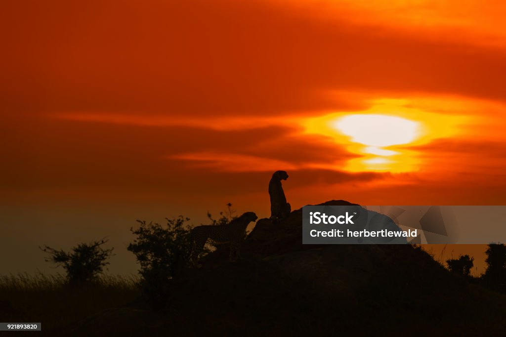 Gepard  - Lizenzfrei Afrika Stock-Foto