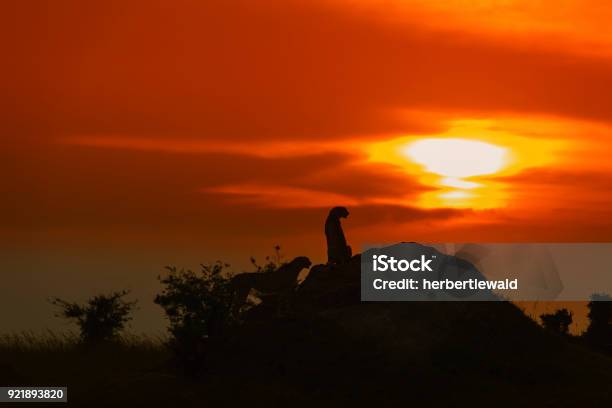Gepard Stockfoto und mehr Bilder von Afrika - Afrika, Afrika Afrika, Fangzahn - Tierzahn