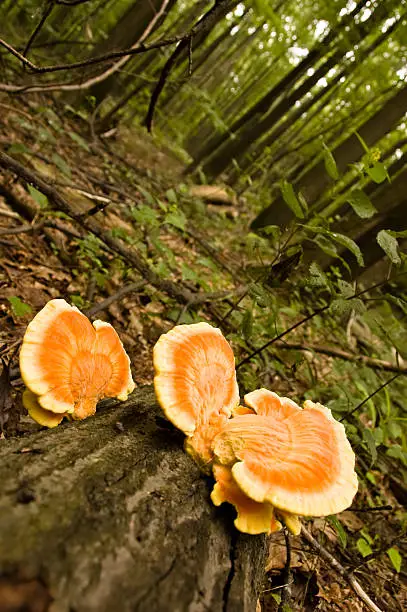 Wild mushrooms growing on a tree on a forest floor. Wide angle, unusual perspective. (horizontal composition of the same photo also uploaded).