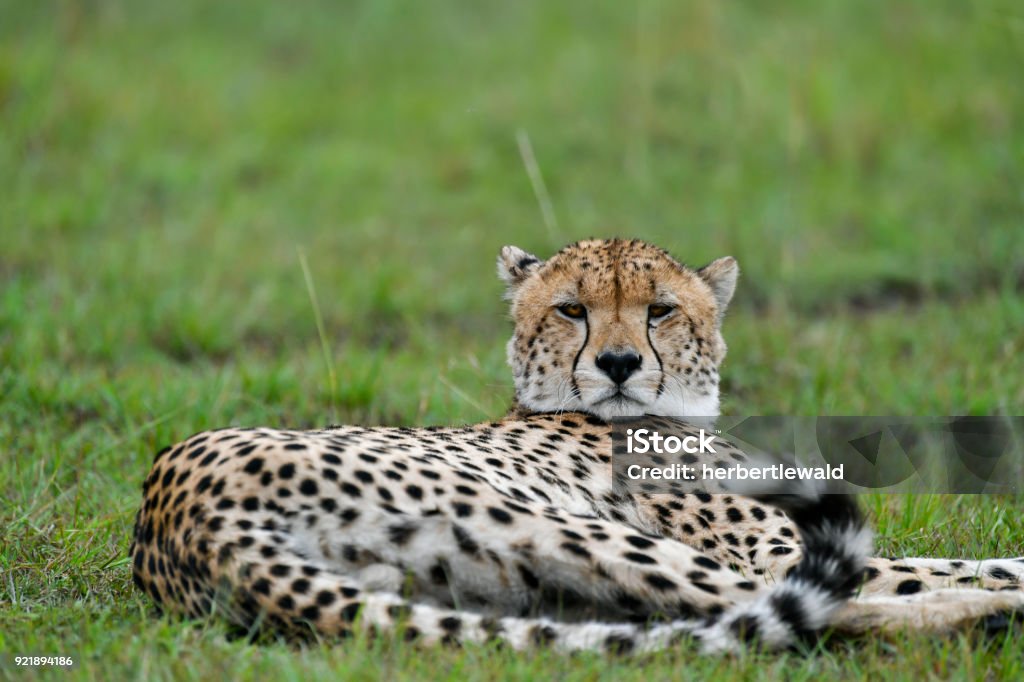 Gepard  - Lizenzfrei Afrika Stock-Foto