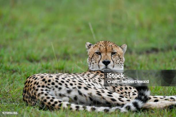 Gepard Stockfoto und mehr Bilder von Afrika - Afrika, Afrika Afrika, Fangzahn - Tierzahn