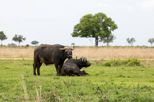 African Buffalo in Safari in Tanzania