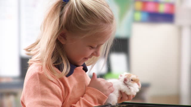 Young girl removing and petting guinea pig from tank in classroom