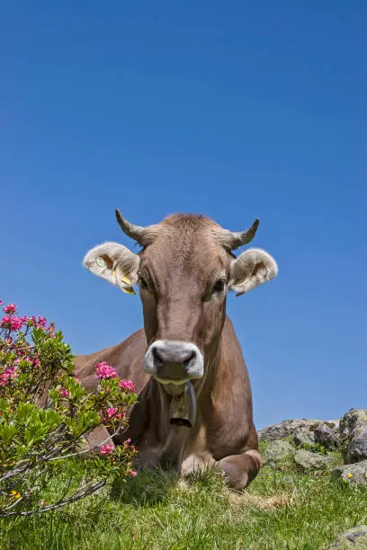Cow spends the summer months on an alpine meadow in the Stubai Alps