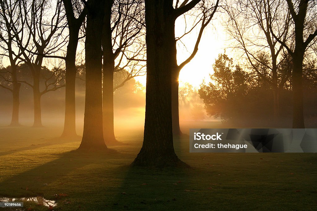 Lever du soleil dans le parc - Photo de Arbre libre de droits