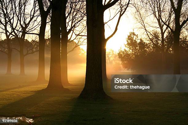 Sunrise In The Park Stock Photo - Download Image Now - Autumn, Back Lit, Backgrounds