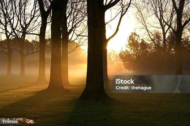 Nascer Do Sol No Parque - Fotografias de stock e mais imagens de Caule de planta - Caule de planta, Contorno, Crescimento