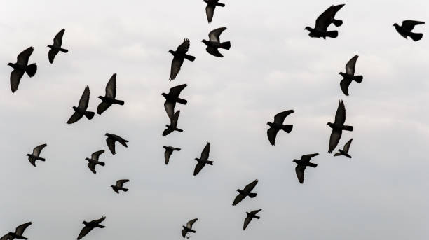 silhouettes du vol des oiseaux sur le ciel - 6995 photos et images de collection