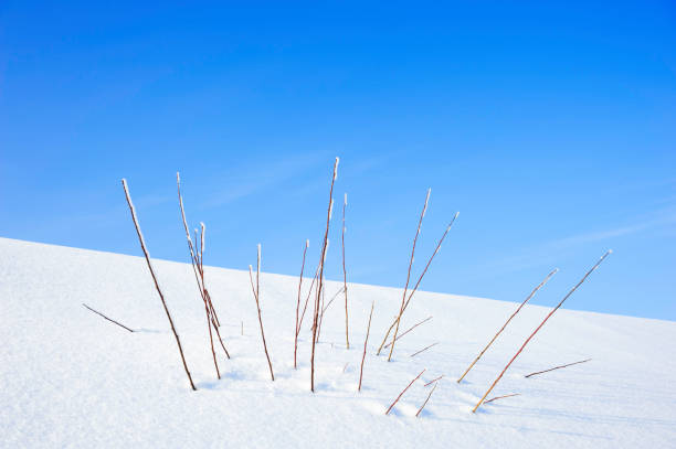 bush de sauce en la nieve - clear sky diagonal snow winter fotografías e imágenes de stock