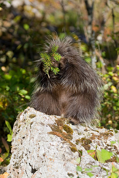 porcospino - male animal mammal animals in the wild fur foto e immagini stock