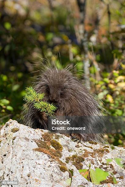 Photo libre de droit de Porcépic banque d'images et plus d'images libres de droit de Animaux à l'état sauvage - Animaux à l'état sauvage, Arbre, Bâton de bois