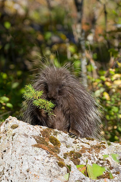 istrice - male animal mammal animals in the wild fur foto e immagini stock