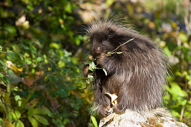 istrice - male animal mammal animals in the wild fur foto e immagini stock