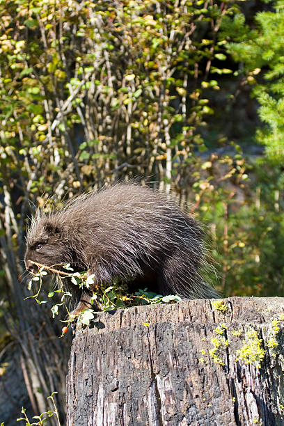 porcospino - male animal mammal animals in the wild fur foto e immagini stock