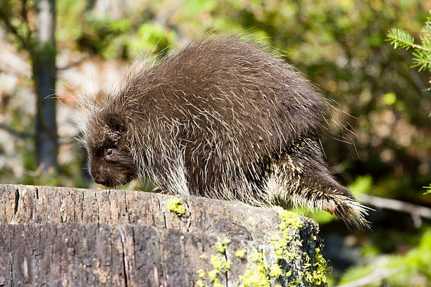 porcospino - male animal mammal animals in the wild fur foto e immagini stock