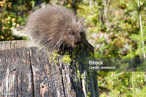Porcupine Stockfoto und mehr Bilder von Baum - Baum, Baumstumpf, Borste