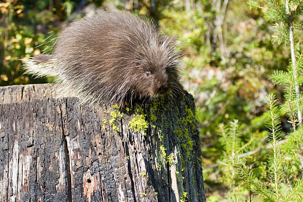 istrice - male animal mammal animals in the wild fur foto e immagini stock