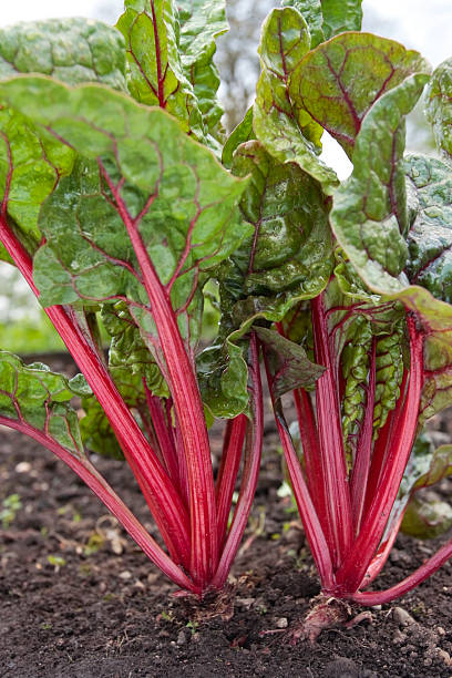istock Swiss chard growig in garden 92189887