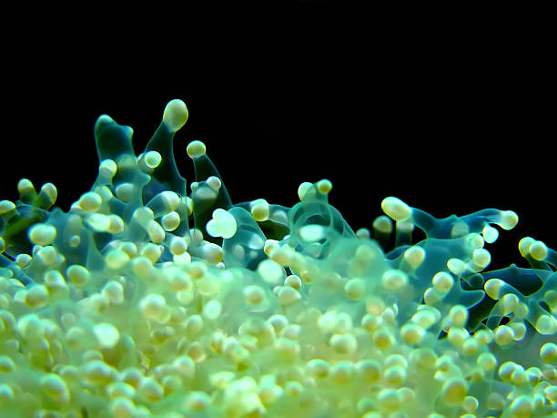 Euphyllia - the mysteious coral stock photo