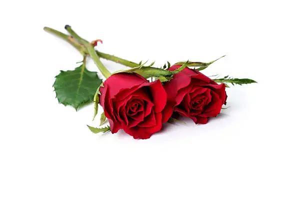 Two Differet Roses Two Roses Pictures | Download Free Images on Unsplash