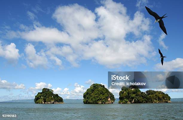 Exotic Islands Stock Photo - Download Image Now - Animal Wildlife, Animals In The Wild, Bird