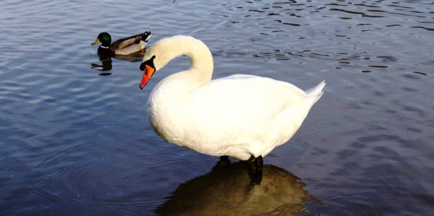 istock Swan paddling on the water 921902020