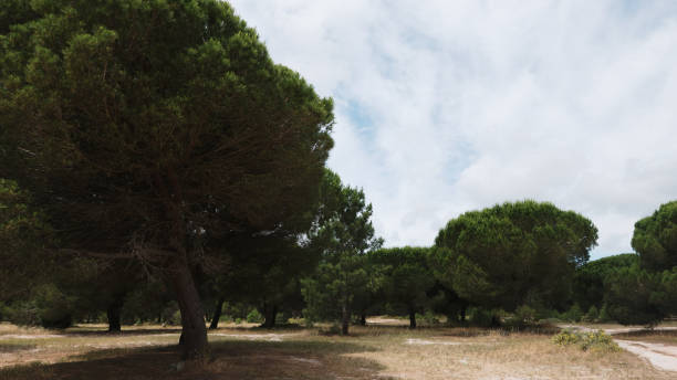 istock Parasol Pine Tree Forest in Portugal 921902932