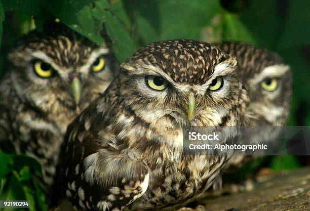 Grupo De Tres Niños Se Llegan Foto de stock y más banco de imágenes de Animales cazando - Animales cazando, Ave de rapiña, Búho