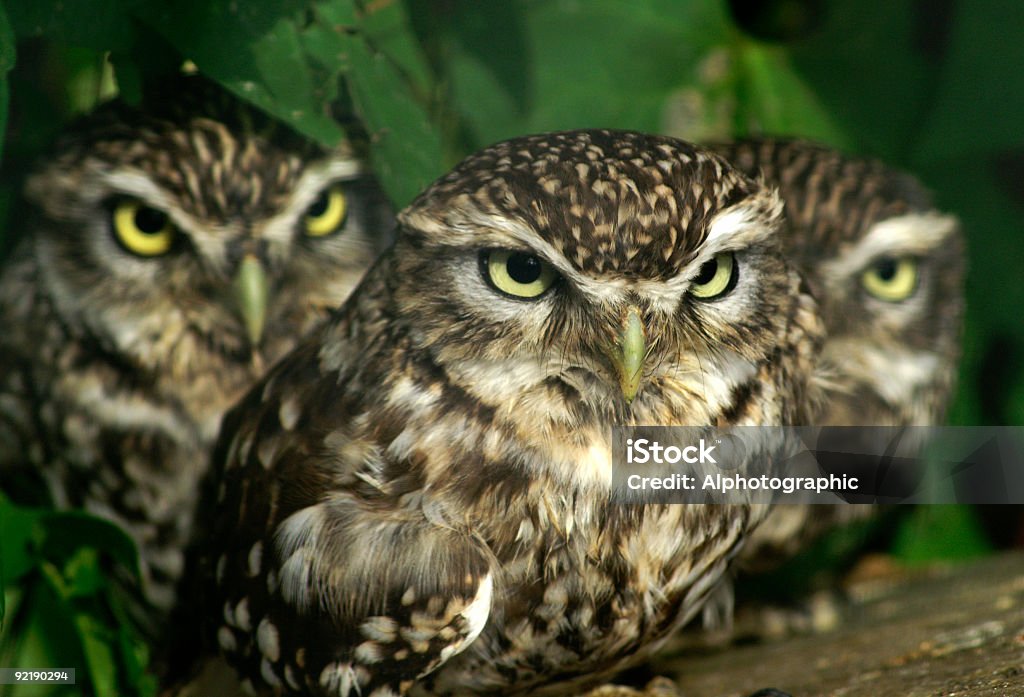 Grupo de 3 pouco Owls - Foto de stock de Animais caçando royalty-free