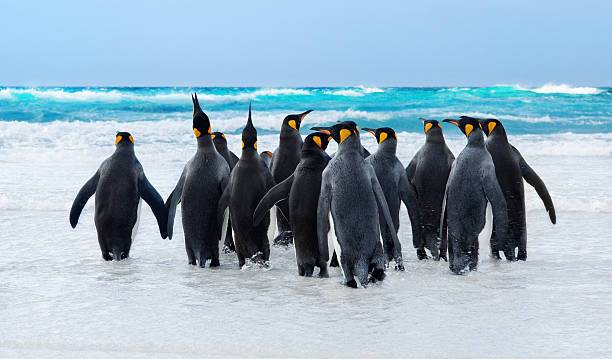 istock A group of king penguins walking in the sea 92190519
