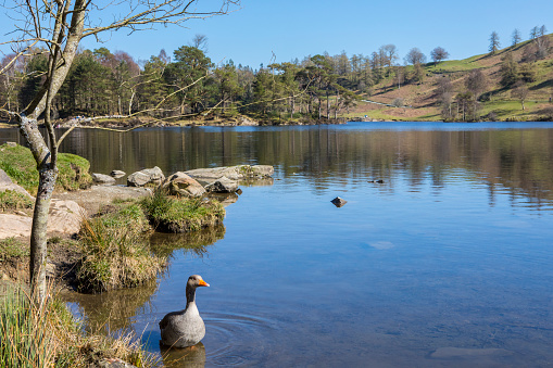 The picturesque scenery of Tarn Hows in the Lake District in Cumbria, UK.
