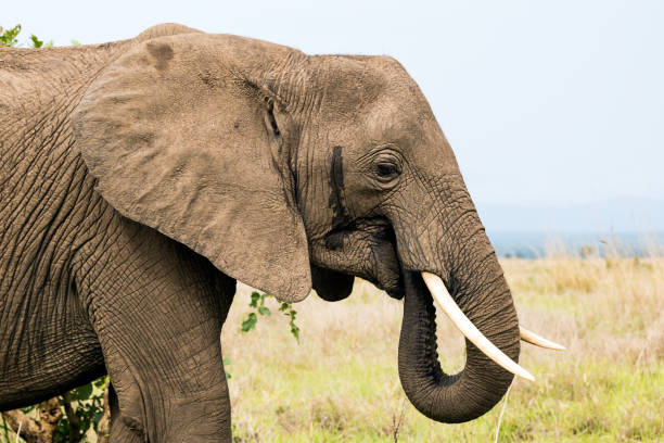 istock African elephant in the savanna 921909420