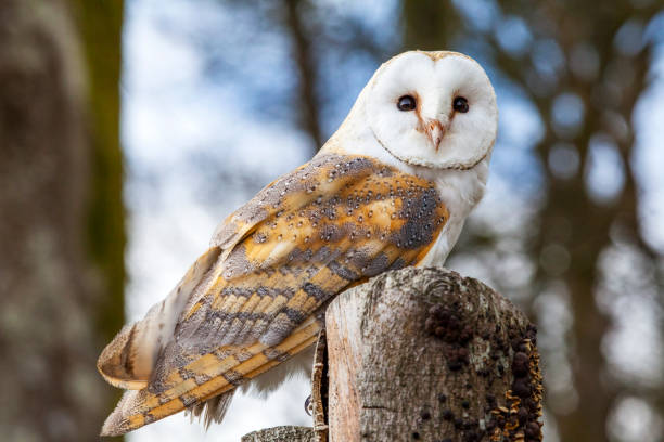 barn owl - night perching owl imagens e fotografias de stock