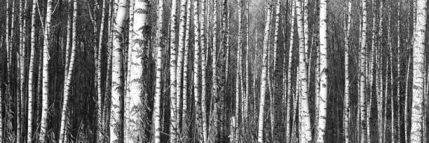 istock Black-and-white photo of birches 921909778