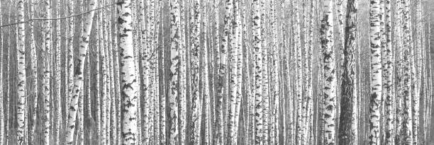 istock Black-and-white photo of birches 921909780