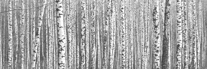 Black-and-white photo of forest landscape with birches