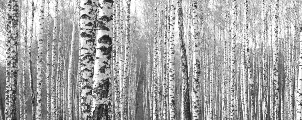 istock Black-and-white photo of birches 921909784