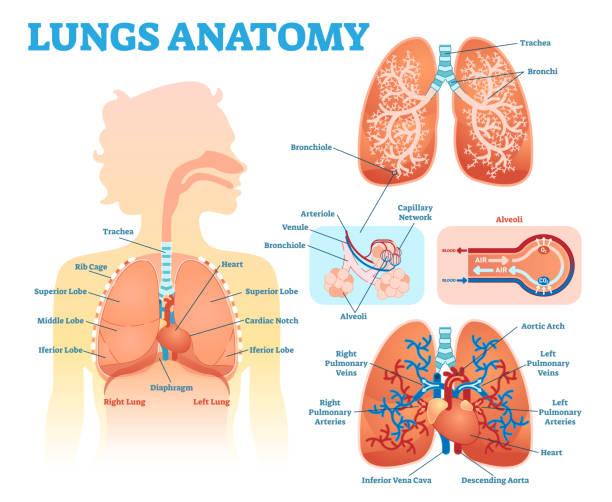 illustrazioni stock, clip art, cartoni animati e icone di tendenza di diagramma di illustrazione vettoriale medicale di anatomia polmonare impostato con lobi polmonari, bronchi e alveoli. poster informativo educativo. - capillare corpo umano