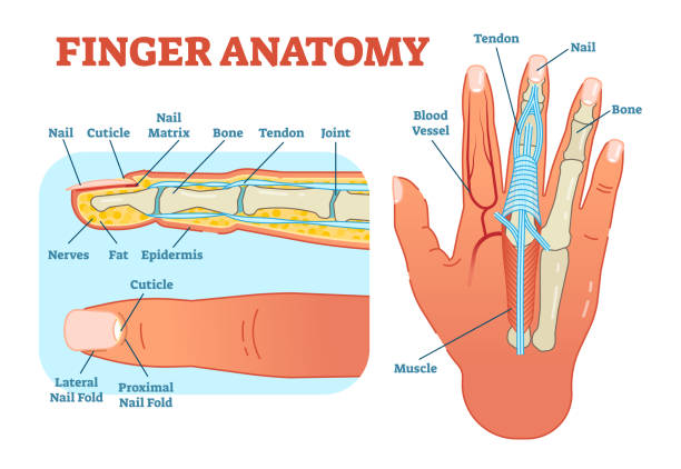 骨、筋方式と解剖学医療ベクトル図を指し、指の断面。 - anatomy human bone human muscle human hand点のイラスト素材／クリップアート素材／マンガ素材／アイコン素材