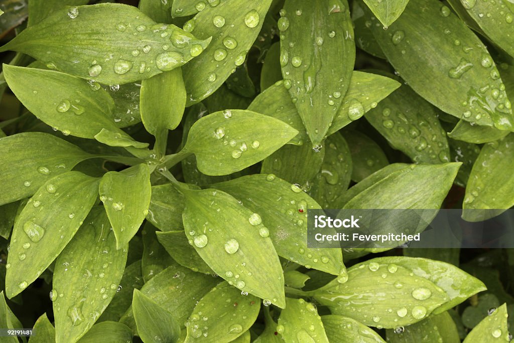 Plantas con gotas de rocío de la mañana. - Foto de stock de Agua libre de derechos