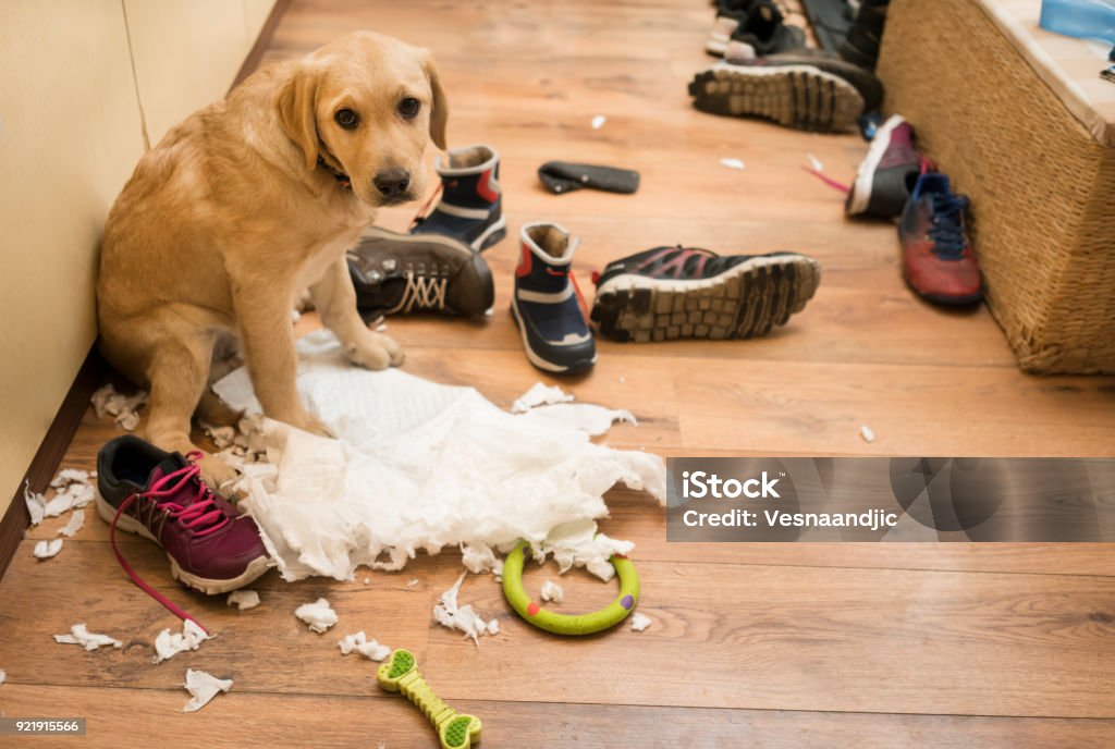 I am guilty Cute puppy with diaper and shoes at home, she makes mess Dog Stock Photo