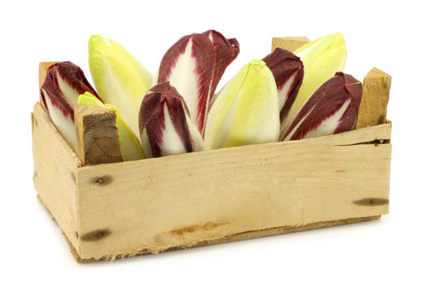 Chicory or witloof is a Belgian speciality .